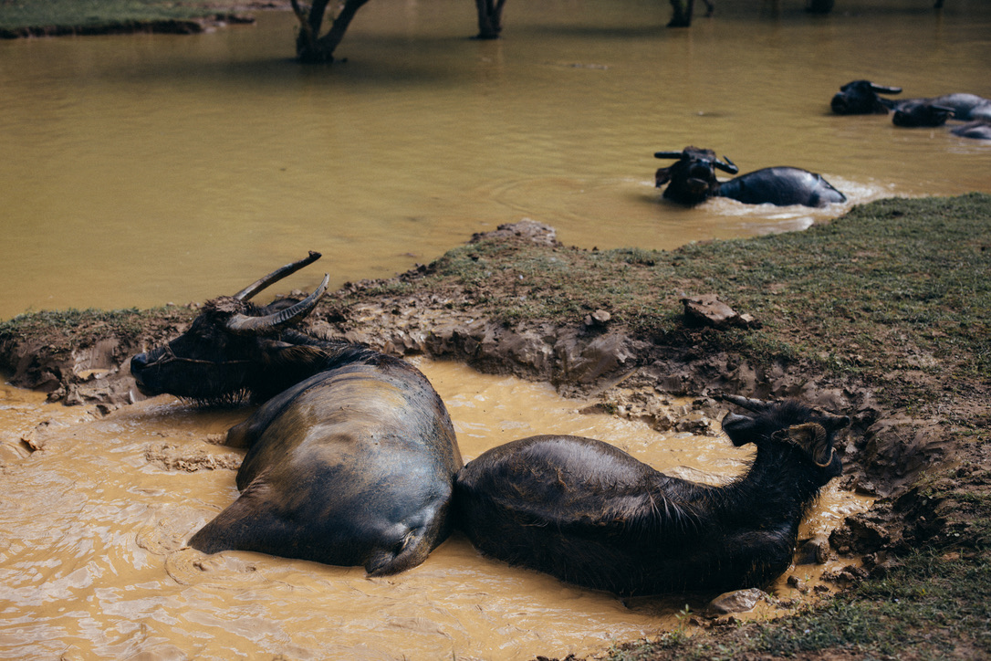 这个坑就是两头牛打滚拱出来的
