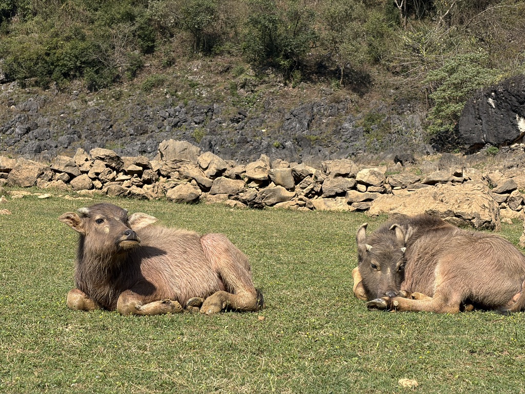 几头小牛还没有养成良好的卫生习惯，或是怕水，趴在岸上不和老登们一起洗澡