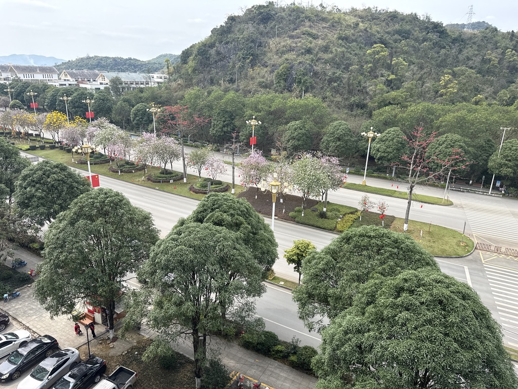 所住酒店楼下的市政花树,非常好看呐