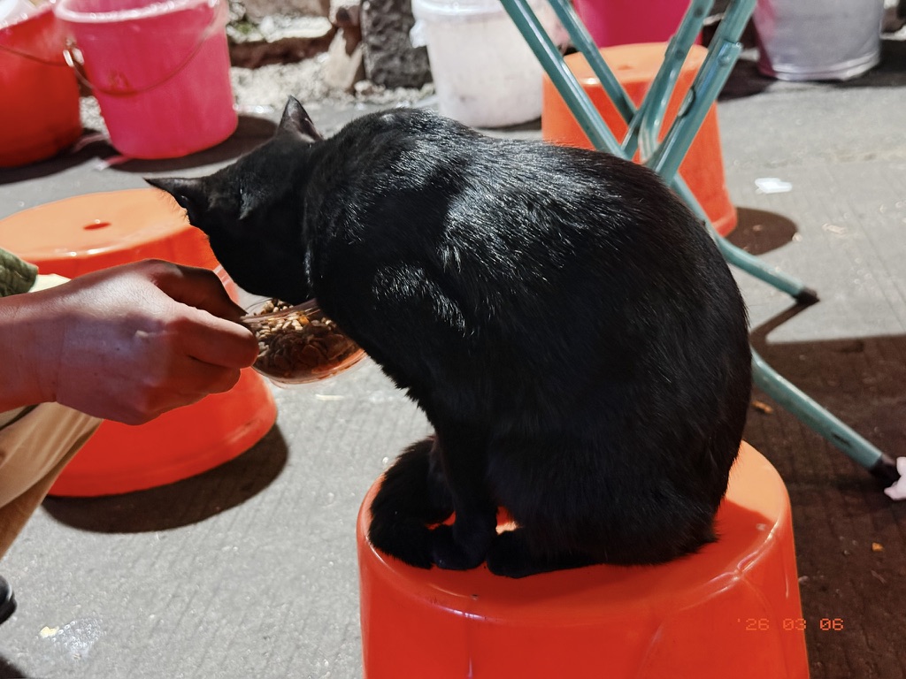 在现场蹭吃蹭喝的小黑猫。