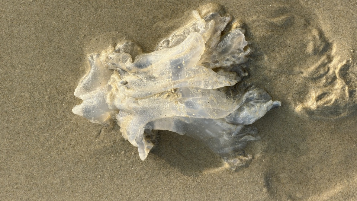 沙滩上看到一只被冲上岸的水母。