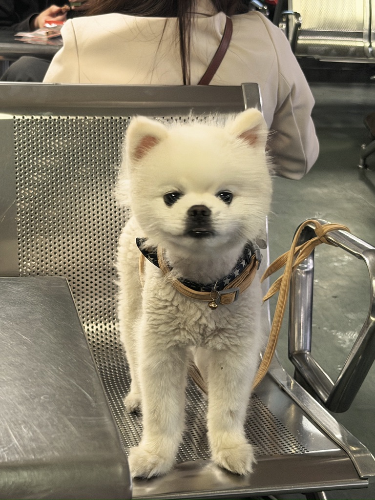 有点地包天的小博美