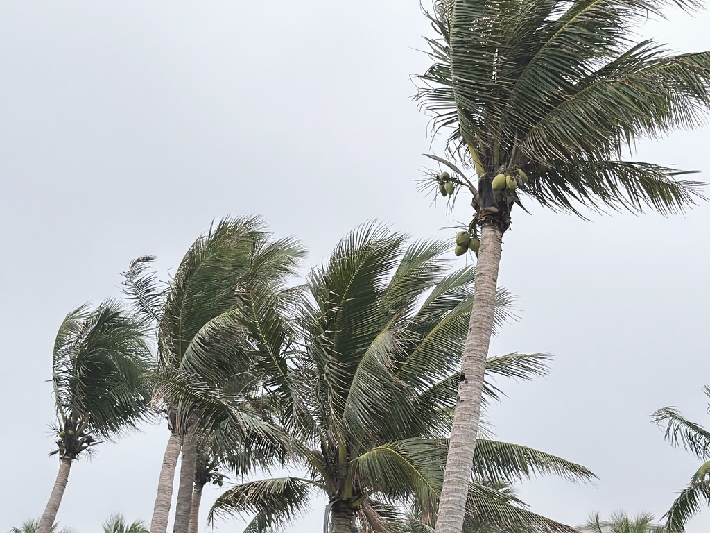 到处都是椰子树和椰子