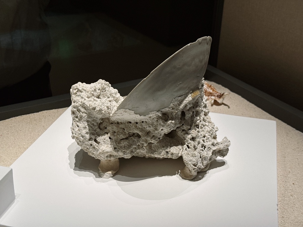 盘子和珊瑚长在一起了