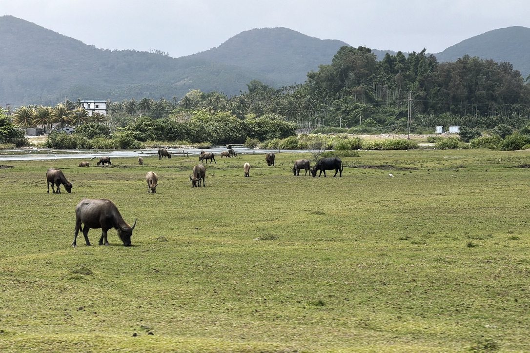 这里放牛放的都是水牛了