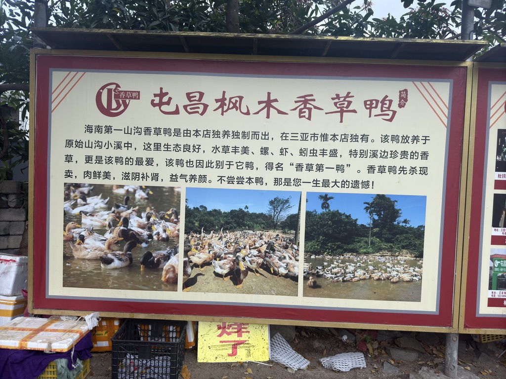 在我心中种下种子的香草鸭