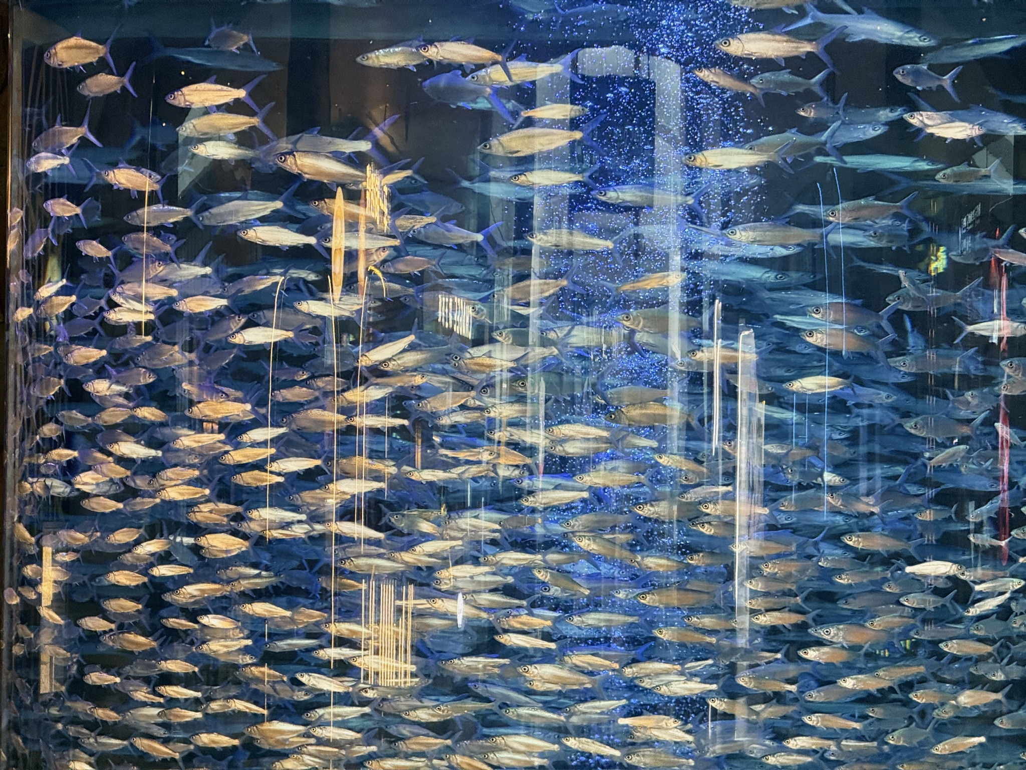 一进门的小银鱼水箱