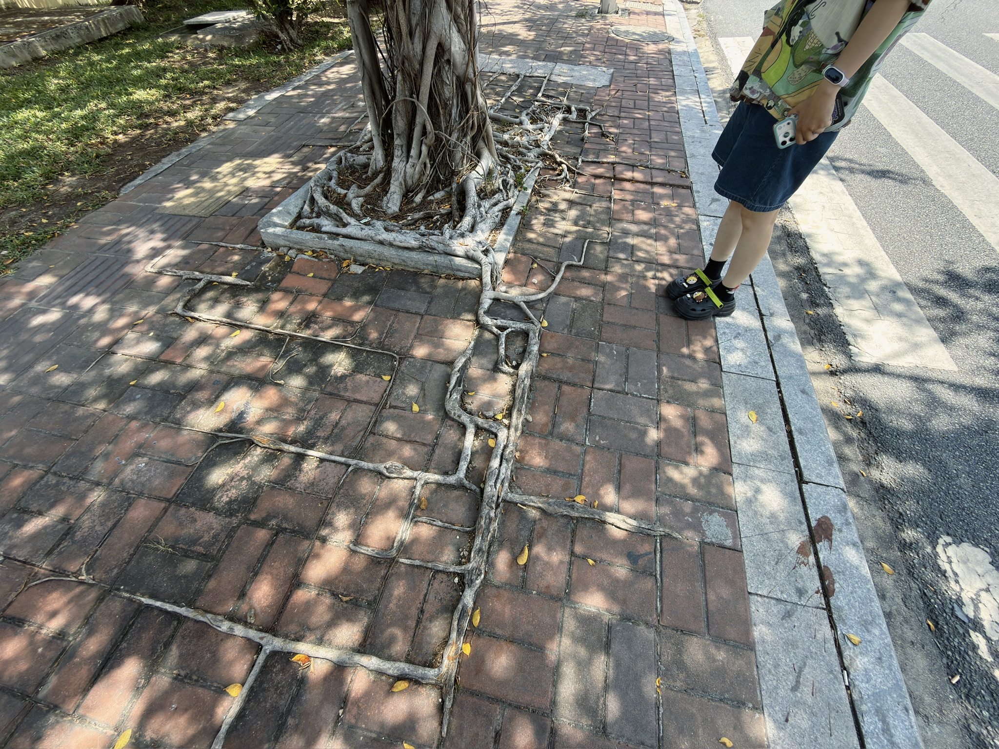 路边拍到的榕树，它的根沿着方砖的缝隙生长形成了壮观而又诡异的根系