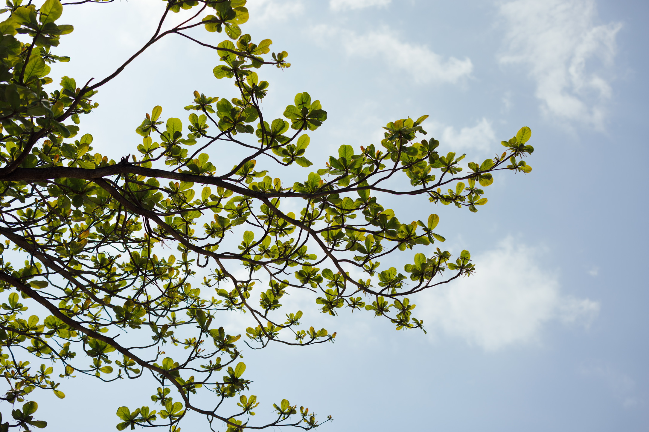 叶子像蝴蝶的树，风吹起来的时候更是蝴蝶满天飞的感觉