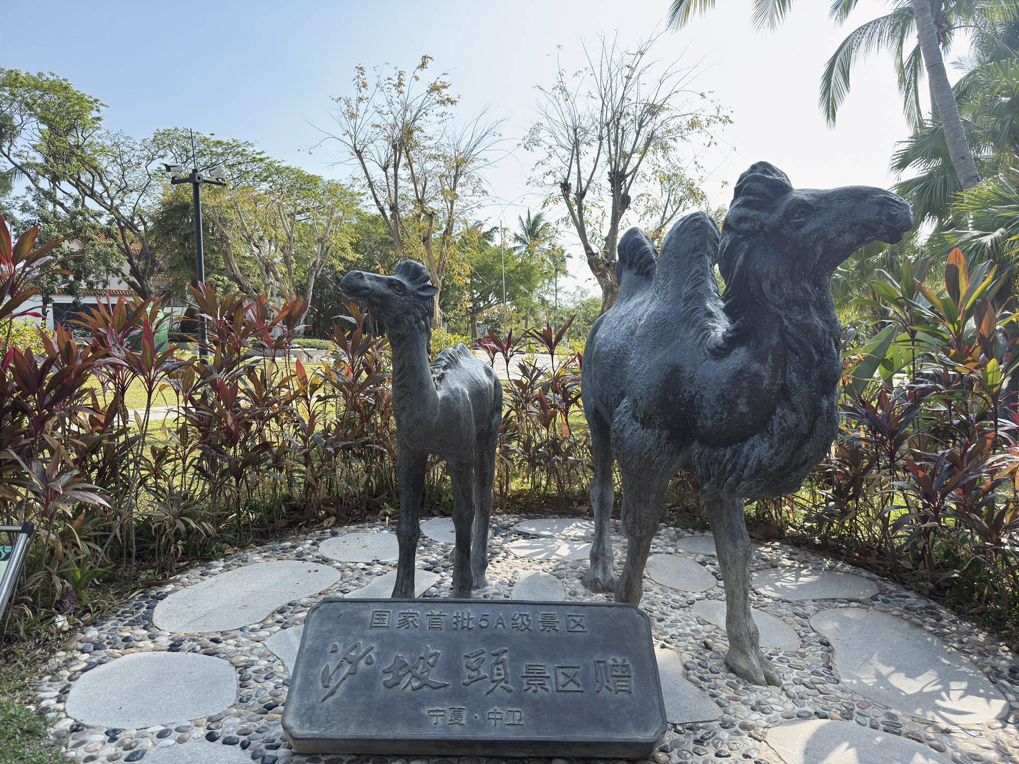 哦吼，沙坡头景区还赠送给天涯海角两只雕塑骆驼，我们在中卫没去沙坡头。