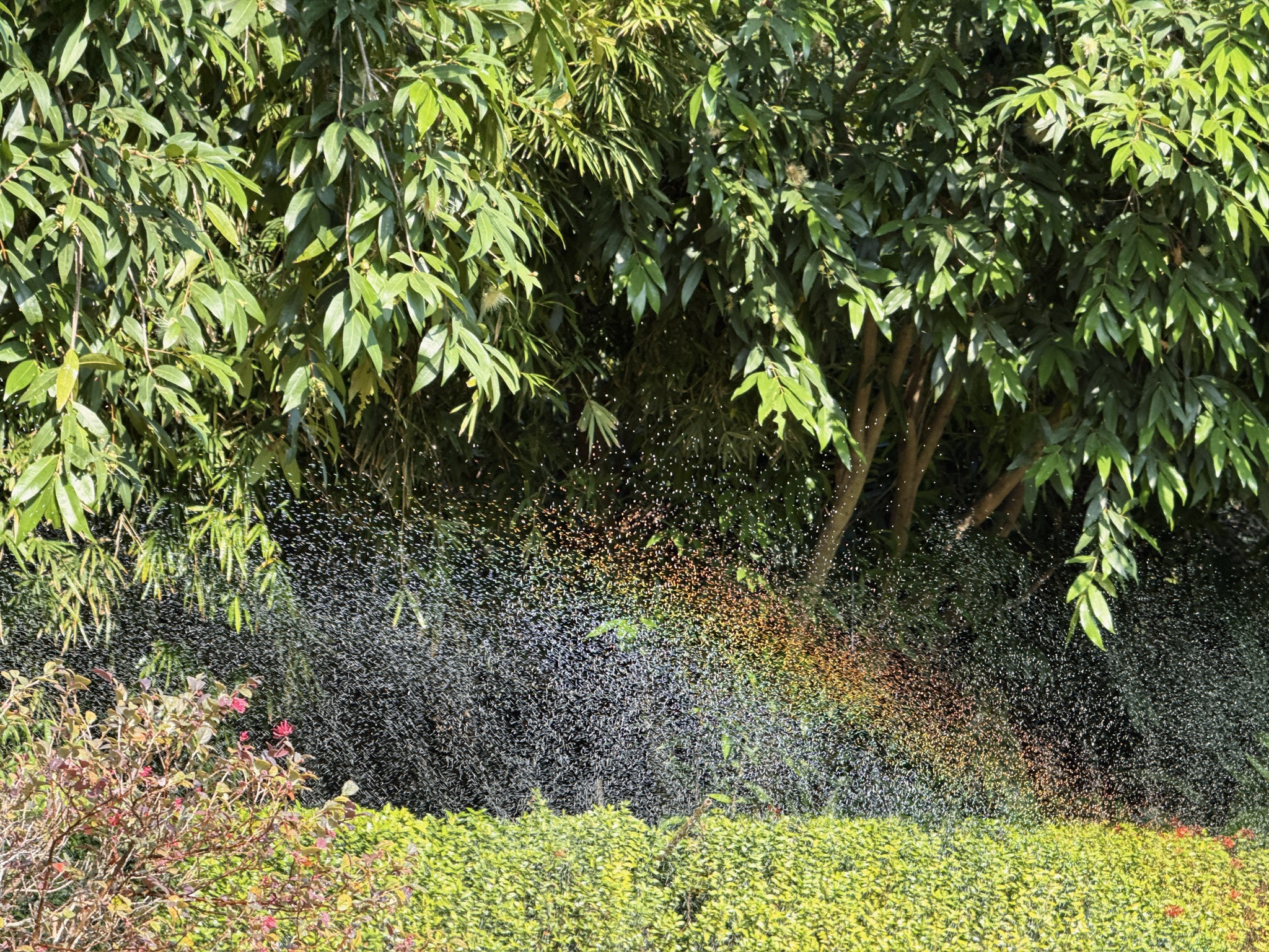 景区里浇水浇出来的彩虹