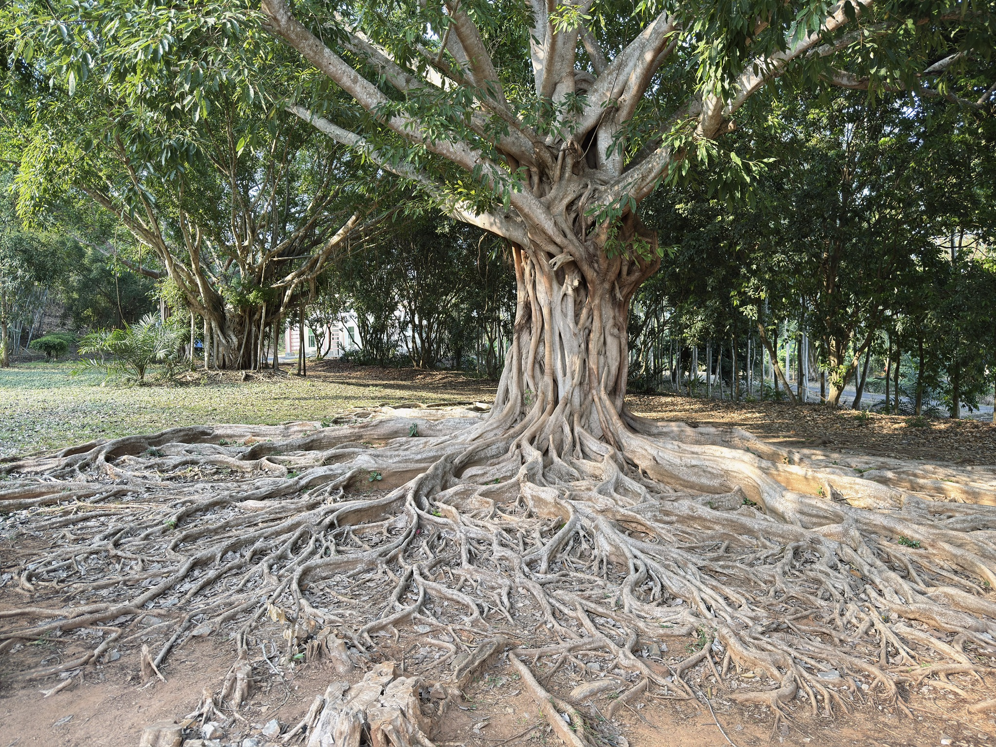 根系发达的大榕树