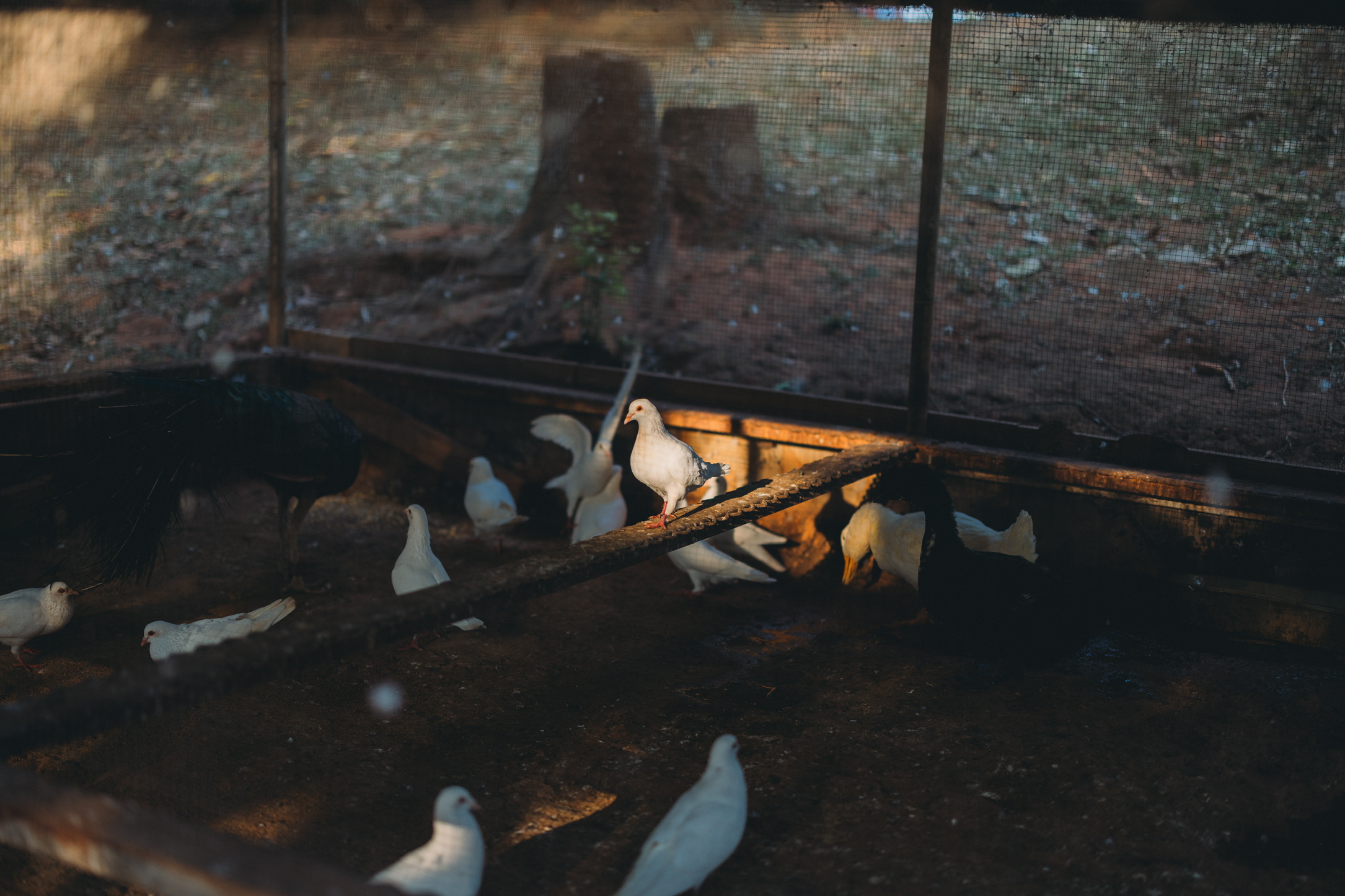 拥有C位打光的鸽鸽