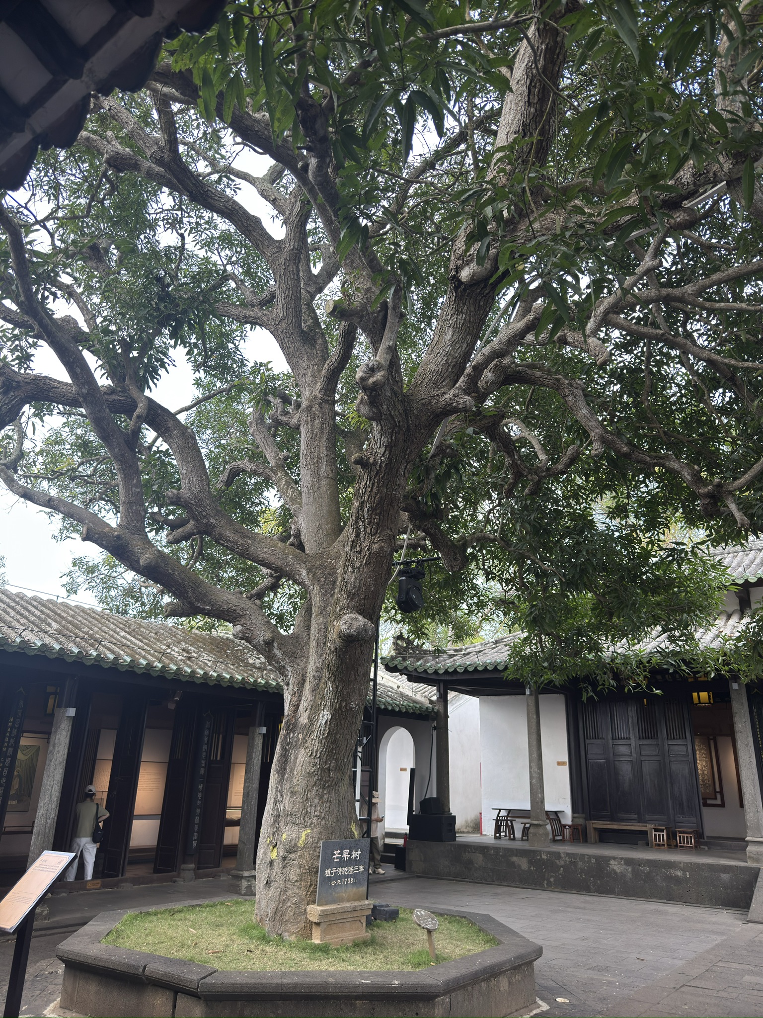 乾隆三年的芒果树