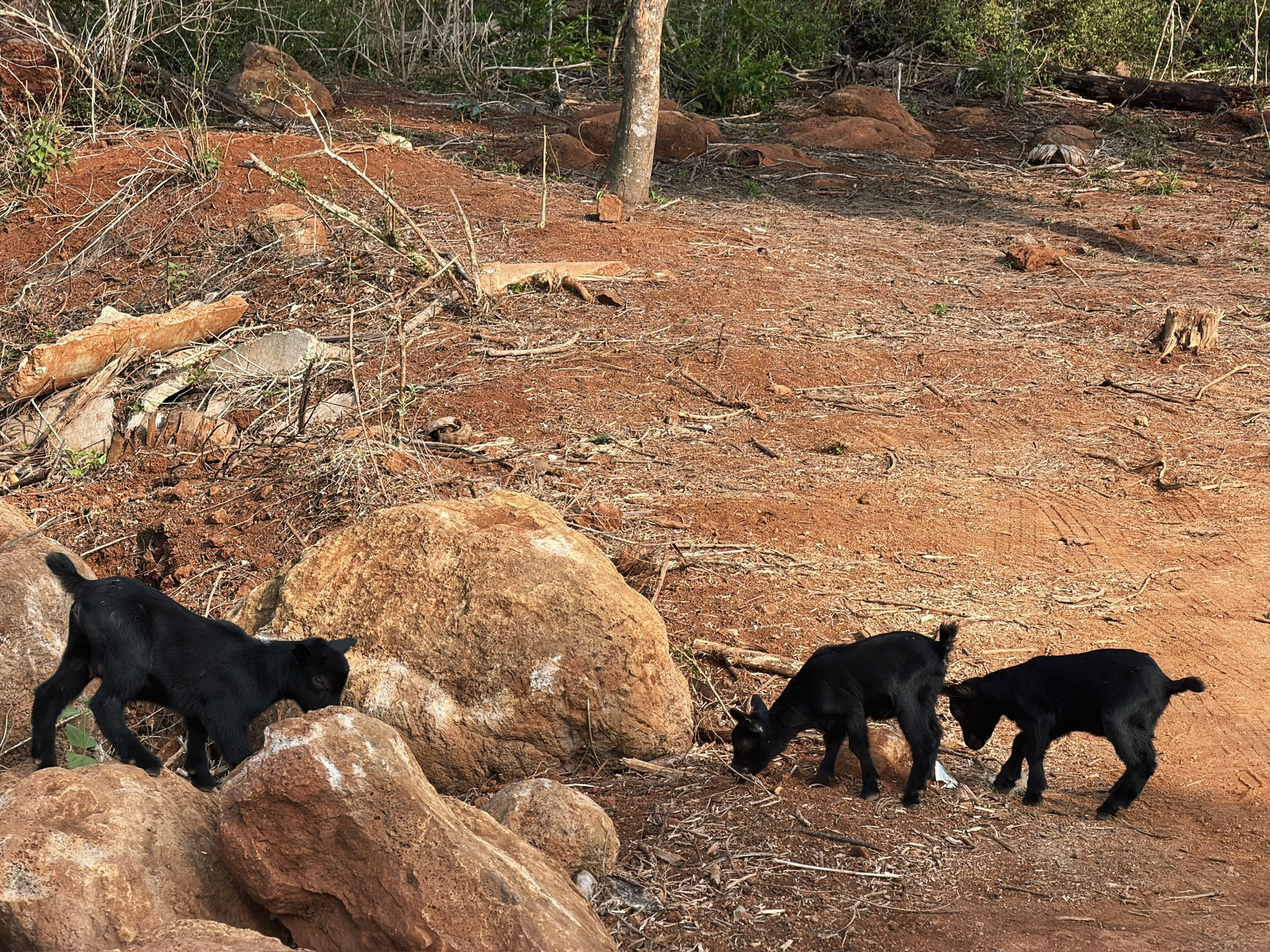 可爱的小山羊们