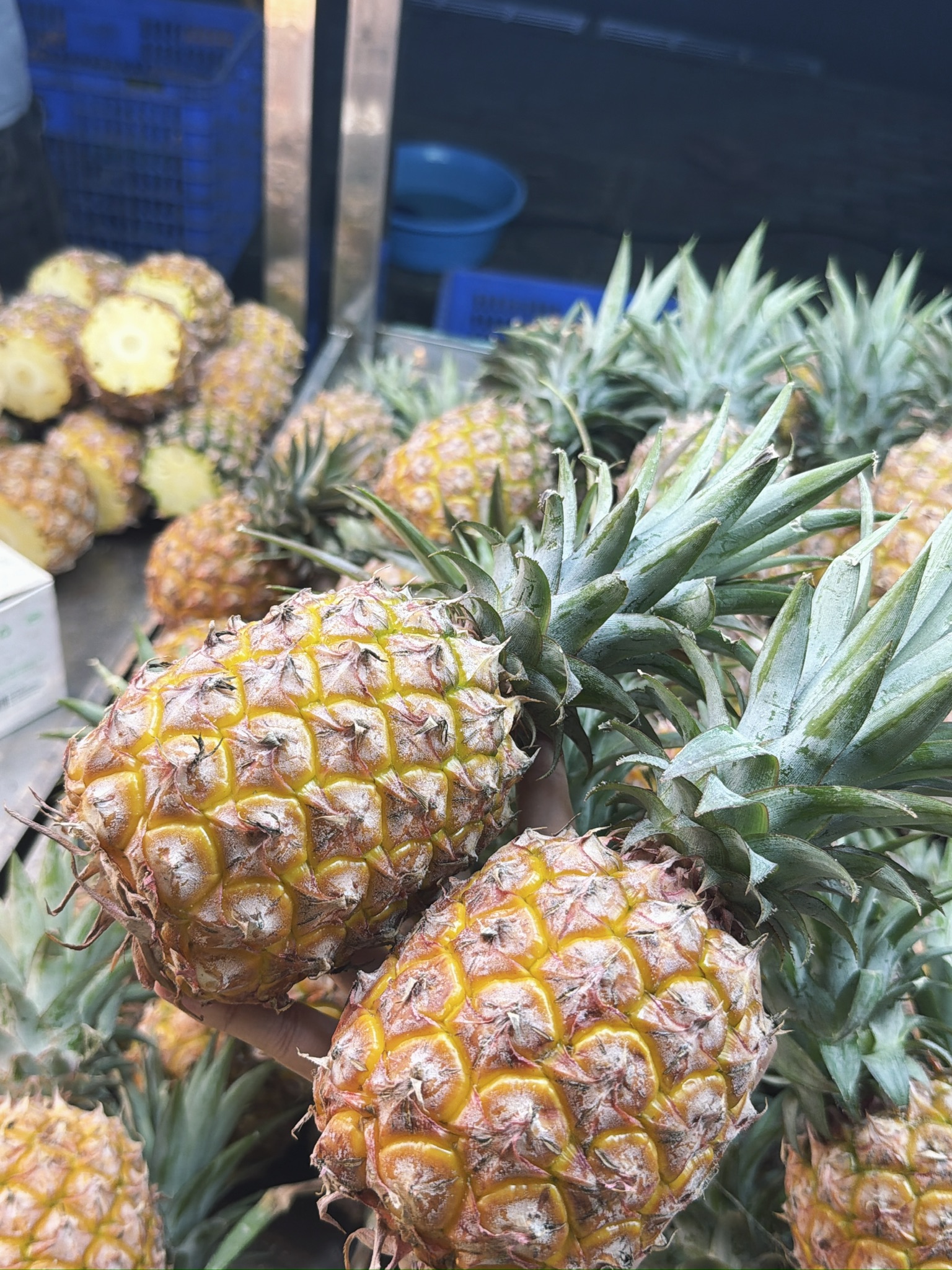 带两个菠萝上路