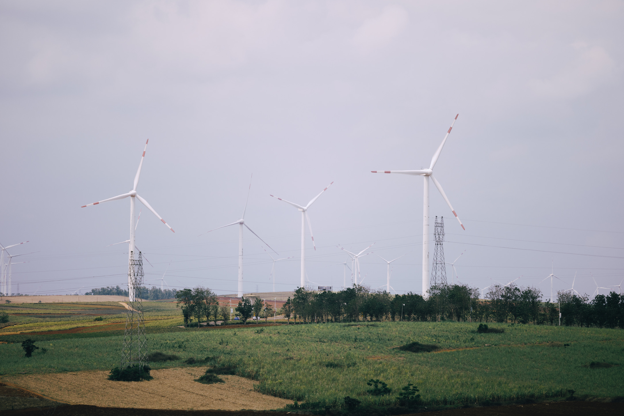 在现场看来，这种青绿色的菠萝叶子更好看