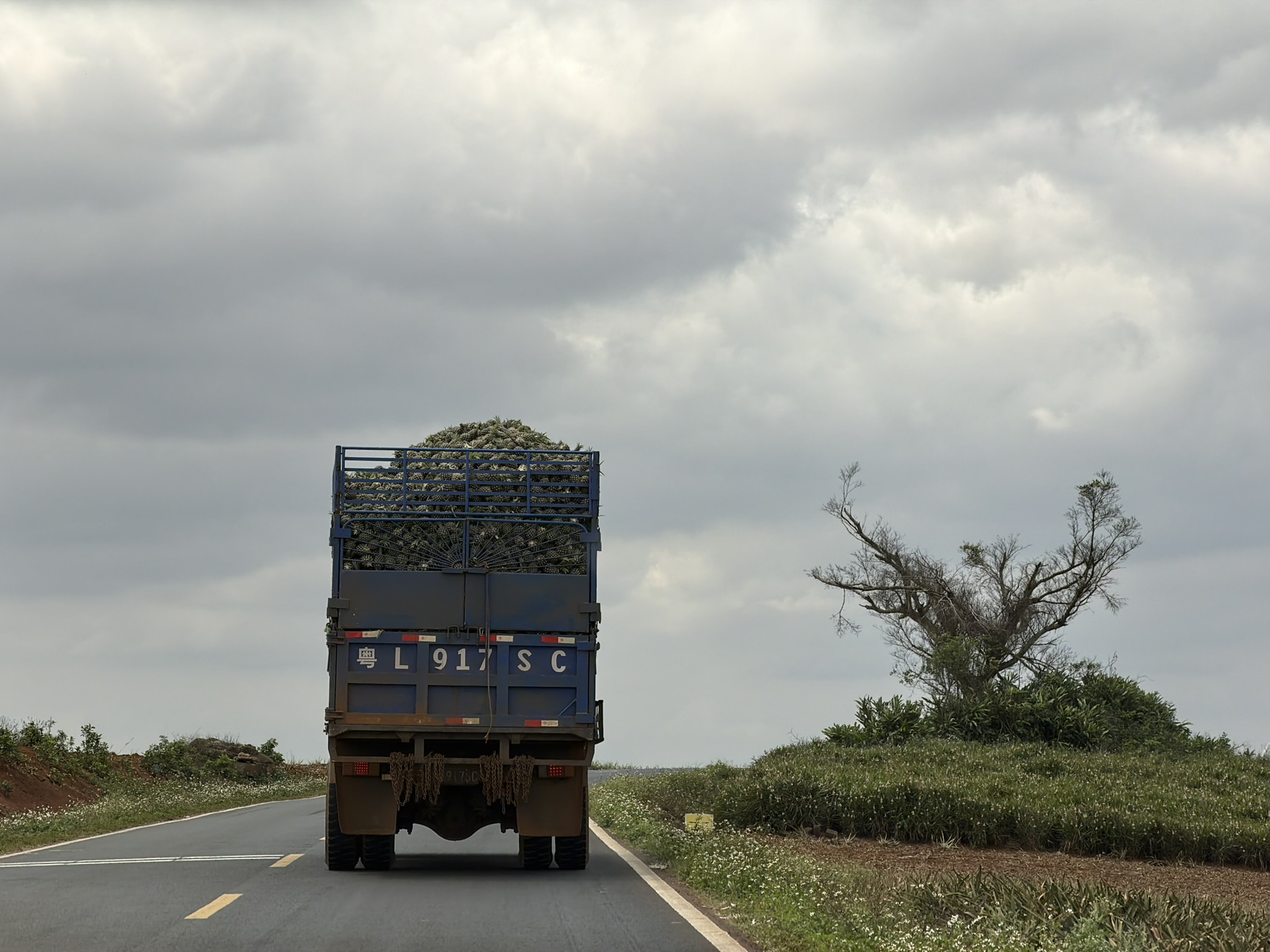 这一路有非常多的菠萝卡车