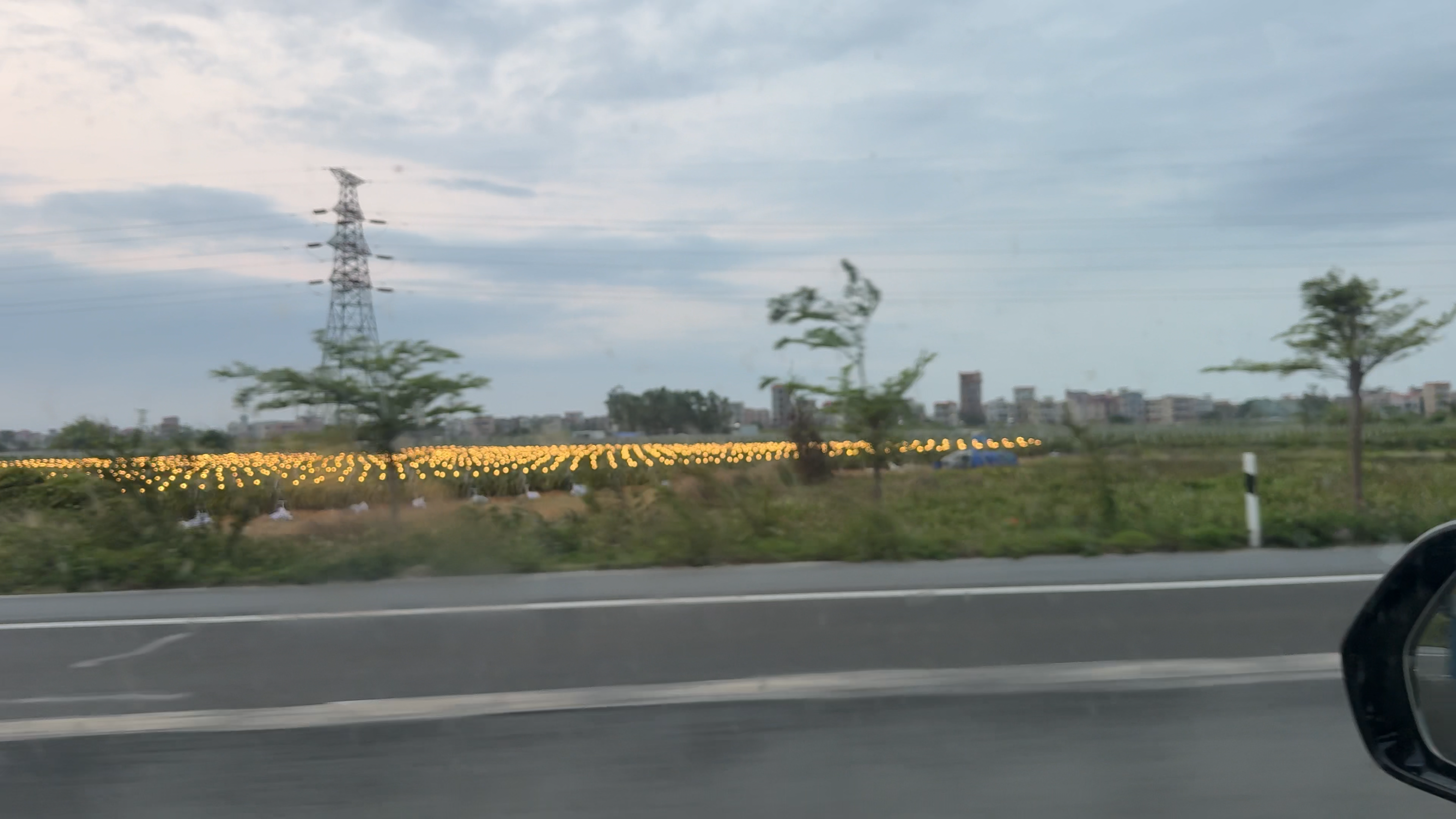 在晚上开灯照射增产的火龙果林