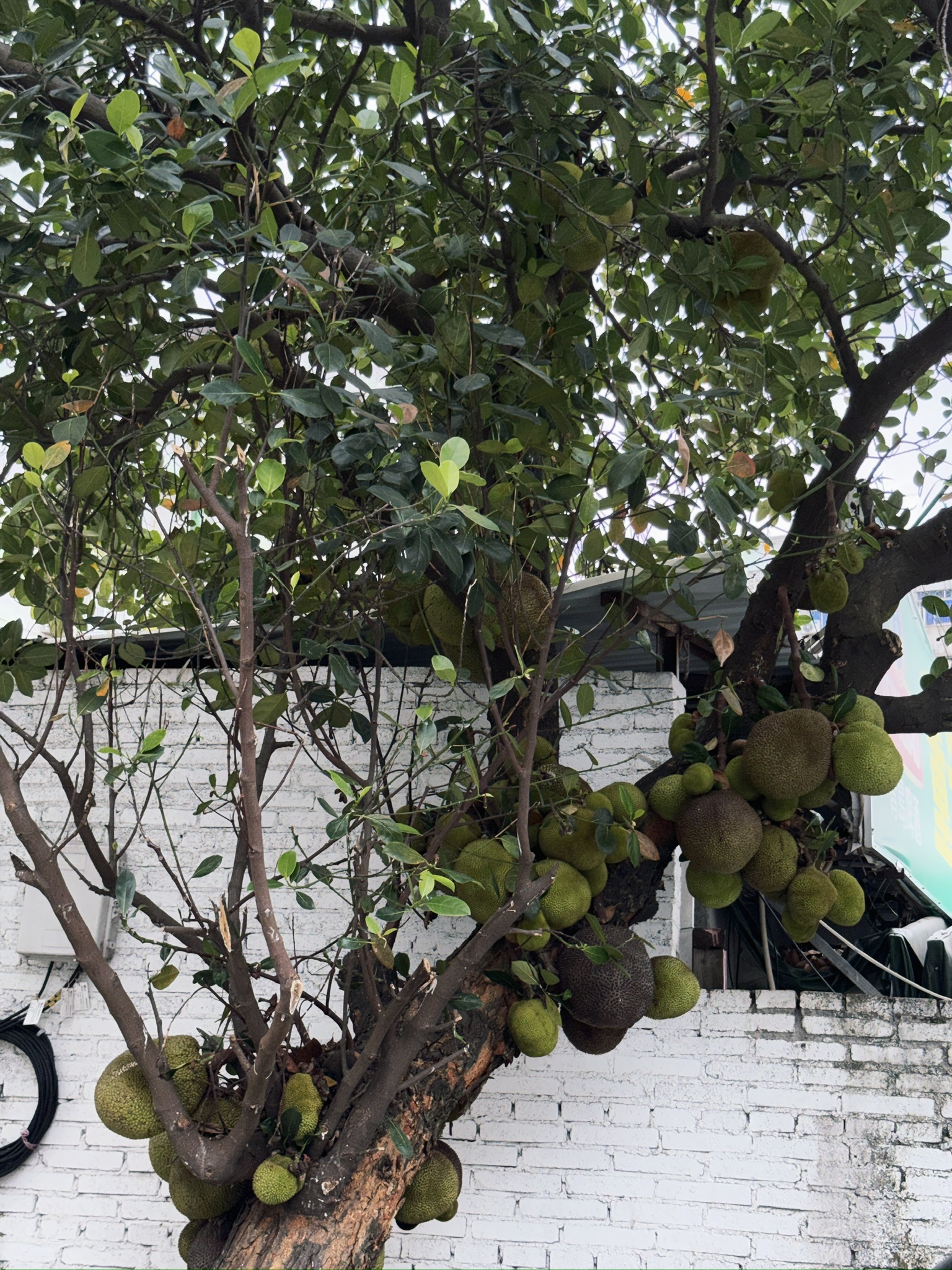 停车的路边树上的菠萝蜜就这么赤裸裸地长着