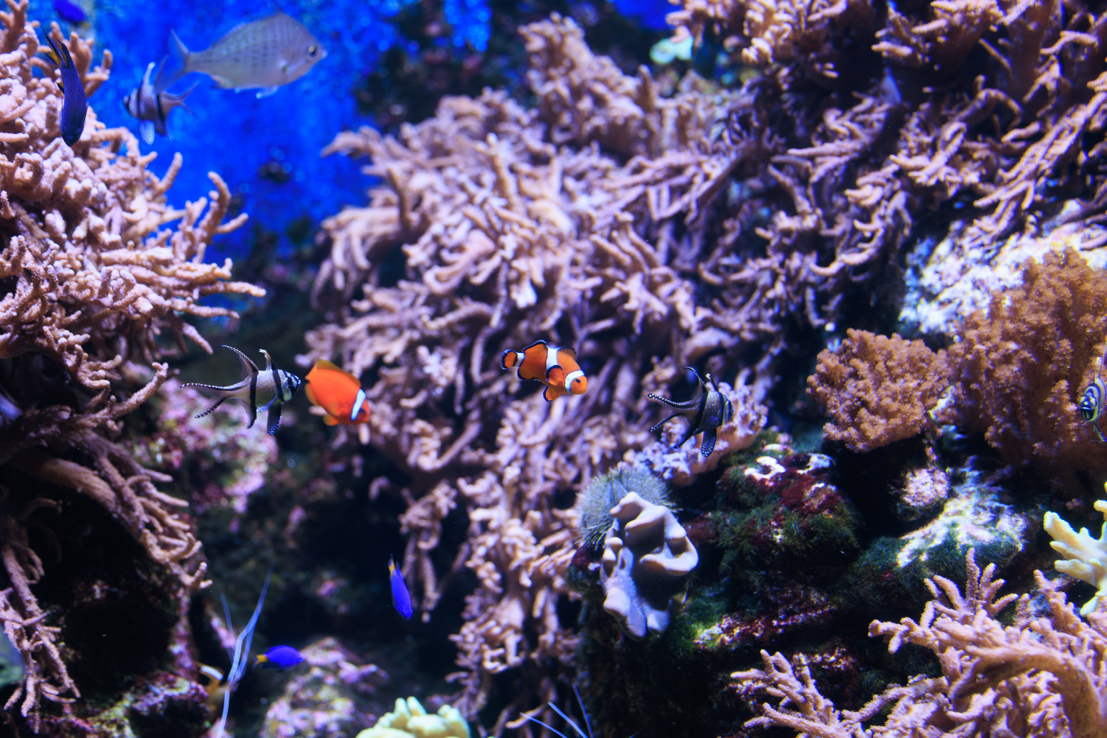 看看它和身后的,长相可差太大啦