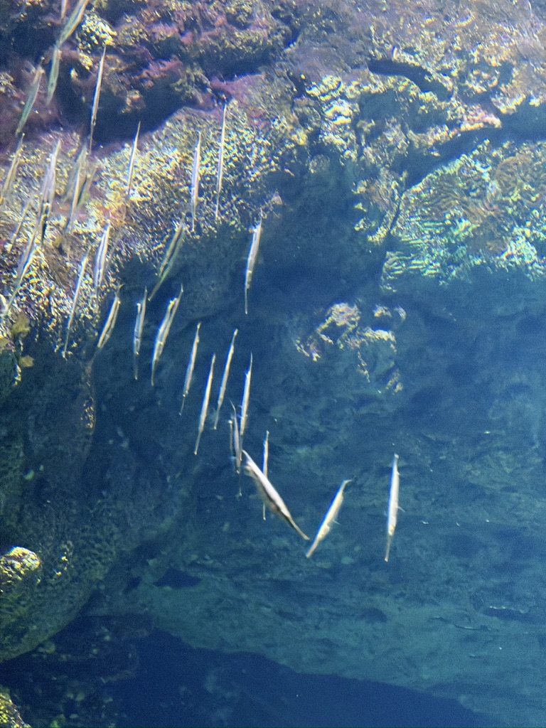 倒立游泳的条纹虾鱼