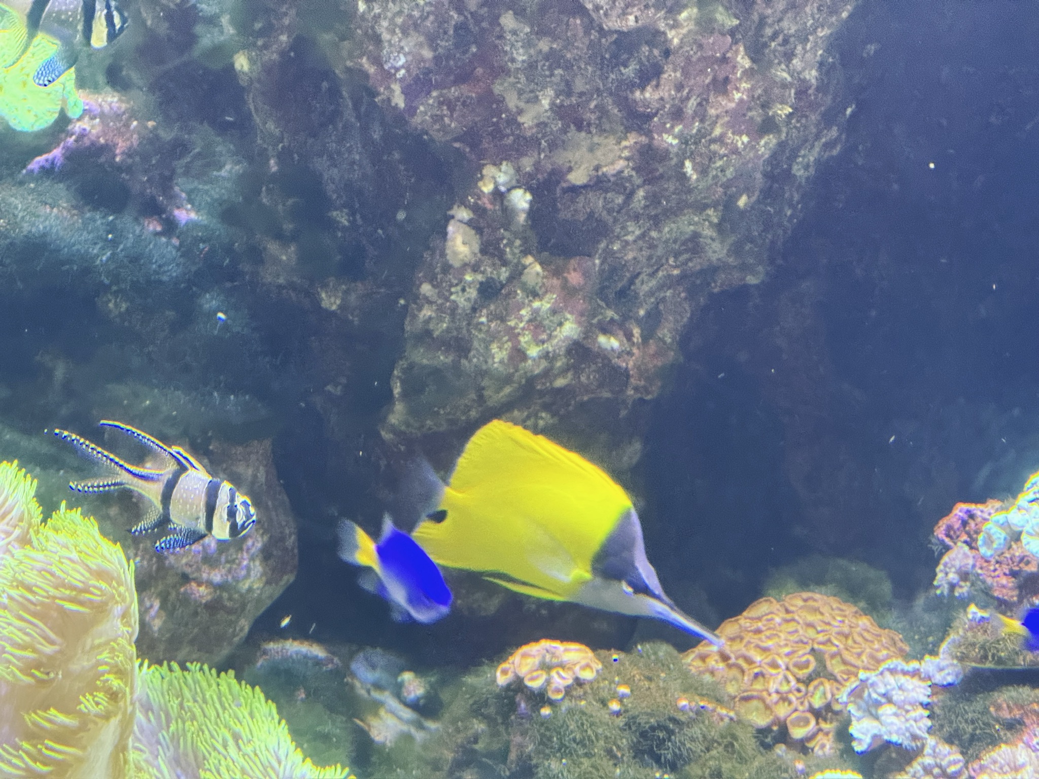 这只小黄长得也太过动漫了