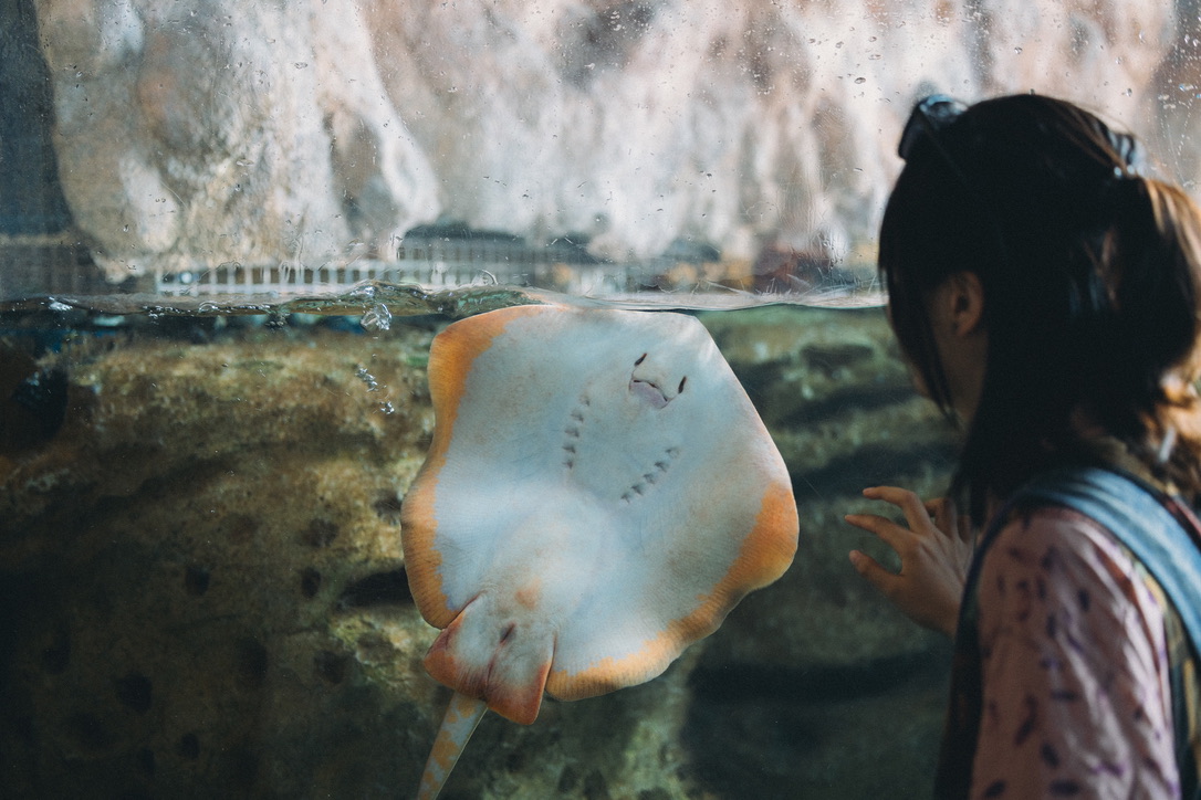 恙儿在看鳐鱼,鳐鱼好喜欢贴玻璃,但它瞪着你的不是眼睛而是鼻孔