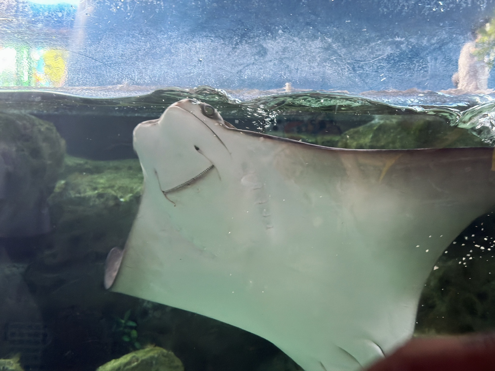 鳐鱼真是各有各的傻脸