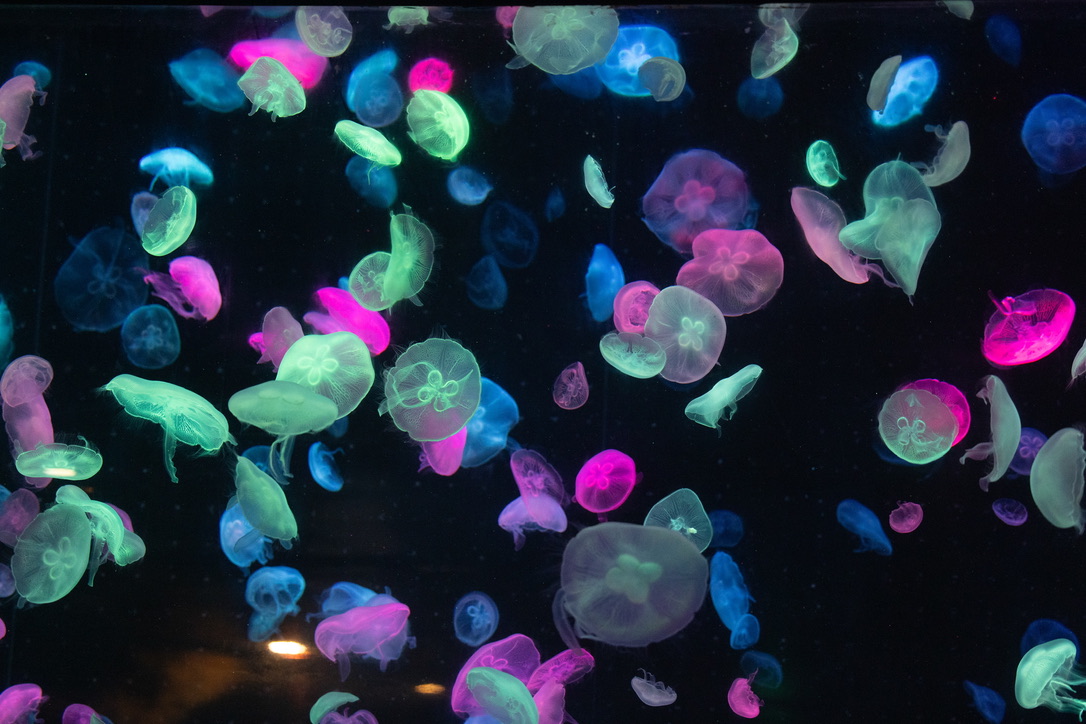 原本无色,被射灯打成各种颜色的水母