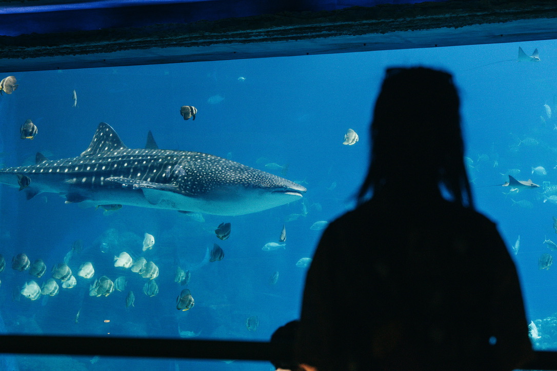 我也在努力找角度拍恙和鲸鲨的合照