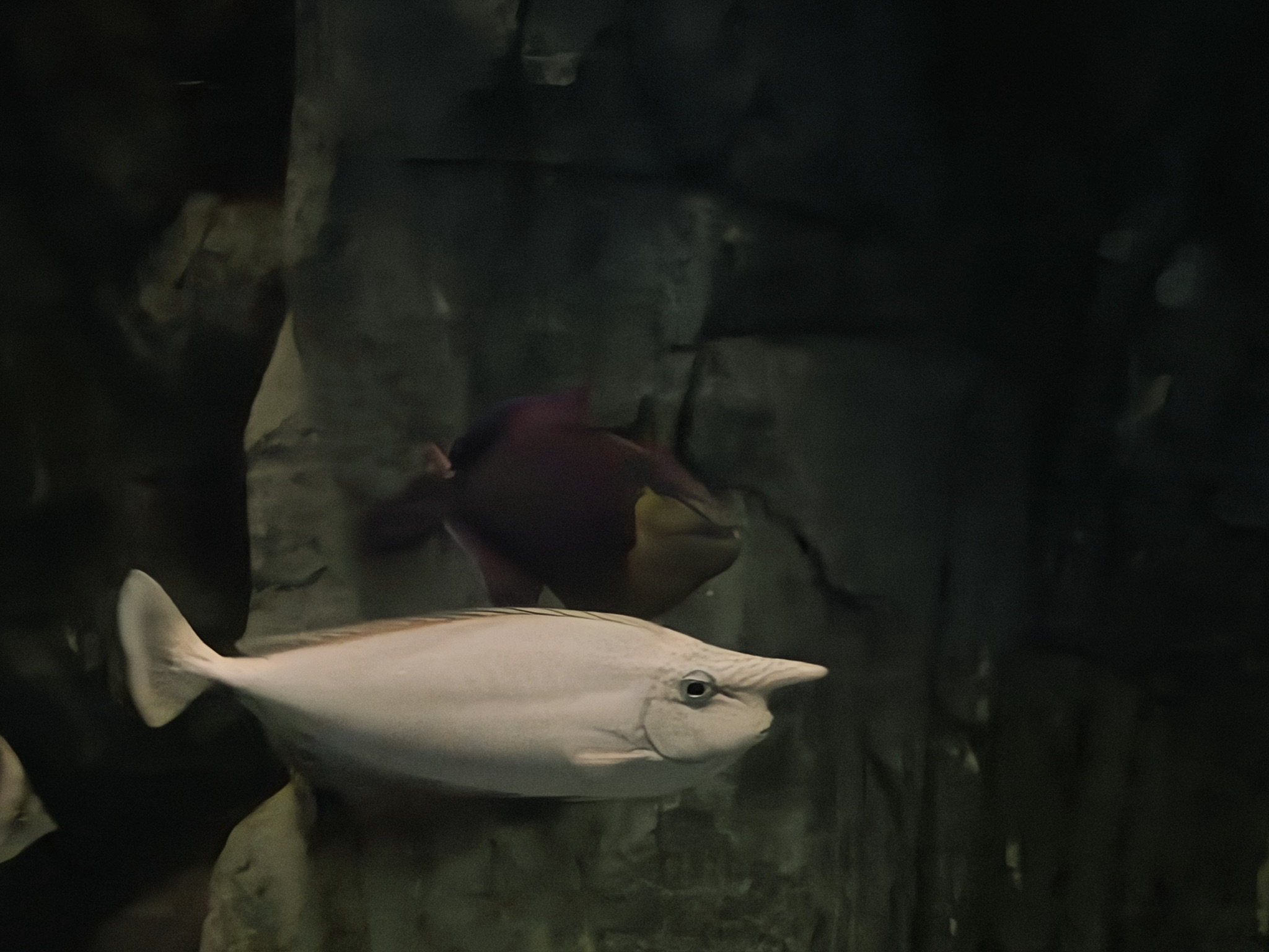 有一个水箱里面放的都是丑了吧唧的鱼,十分邪门,比如这一只,它叫短吻鼻鱼