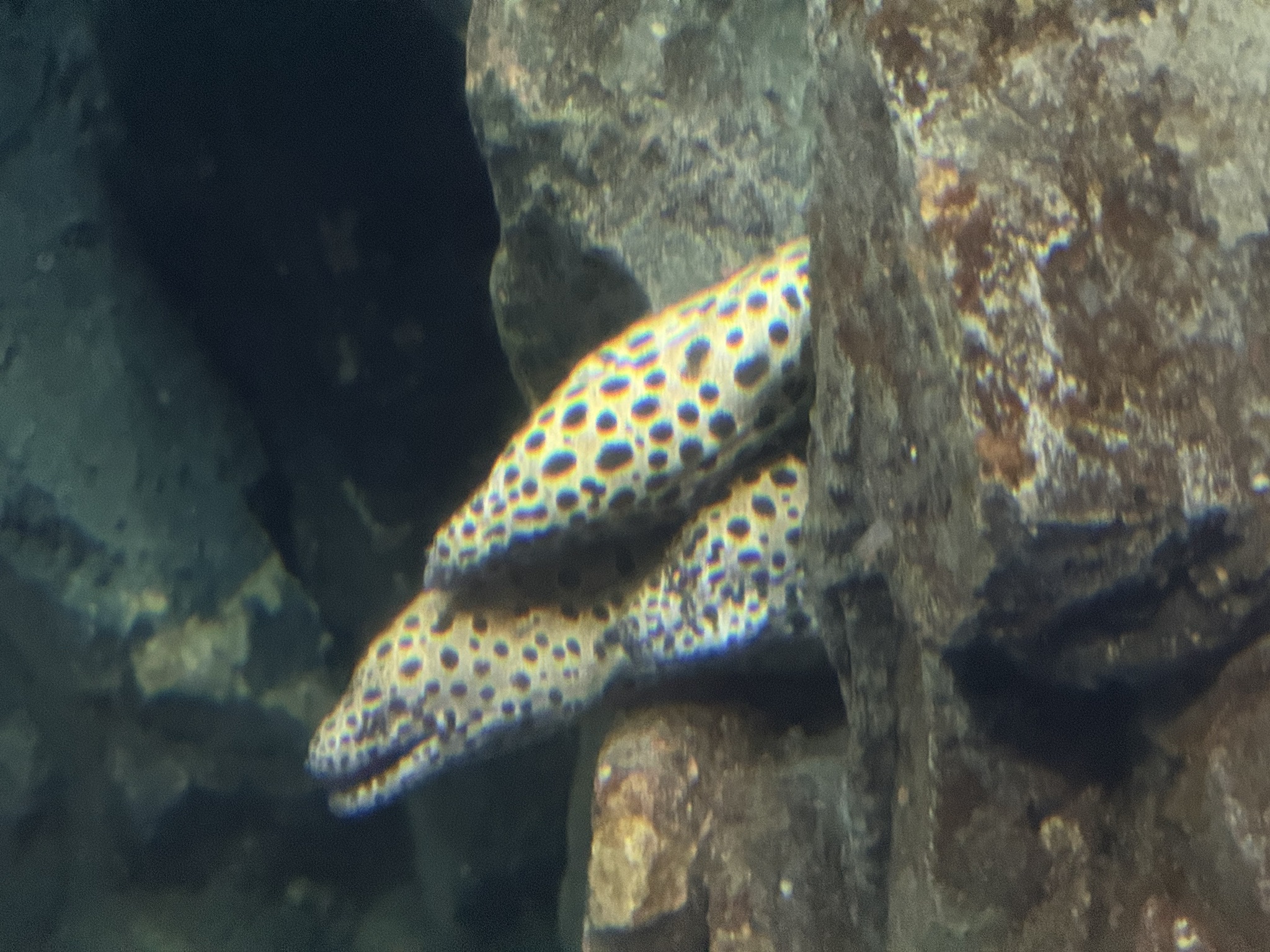 缩在洞里的三条电鳗