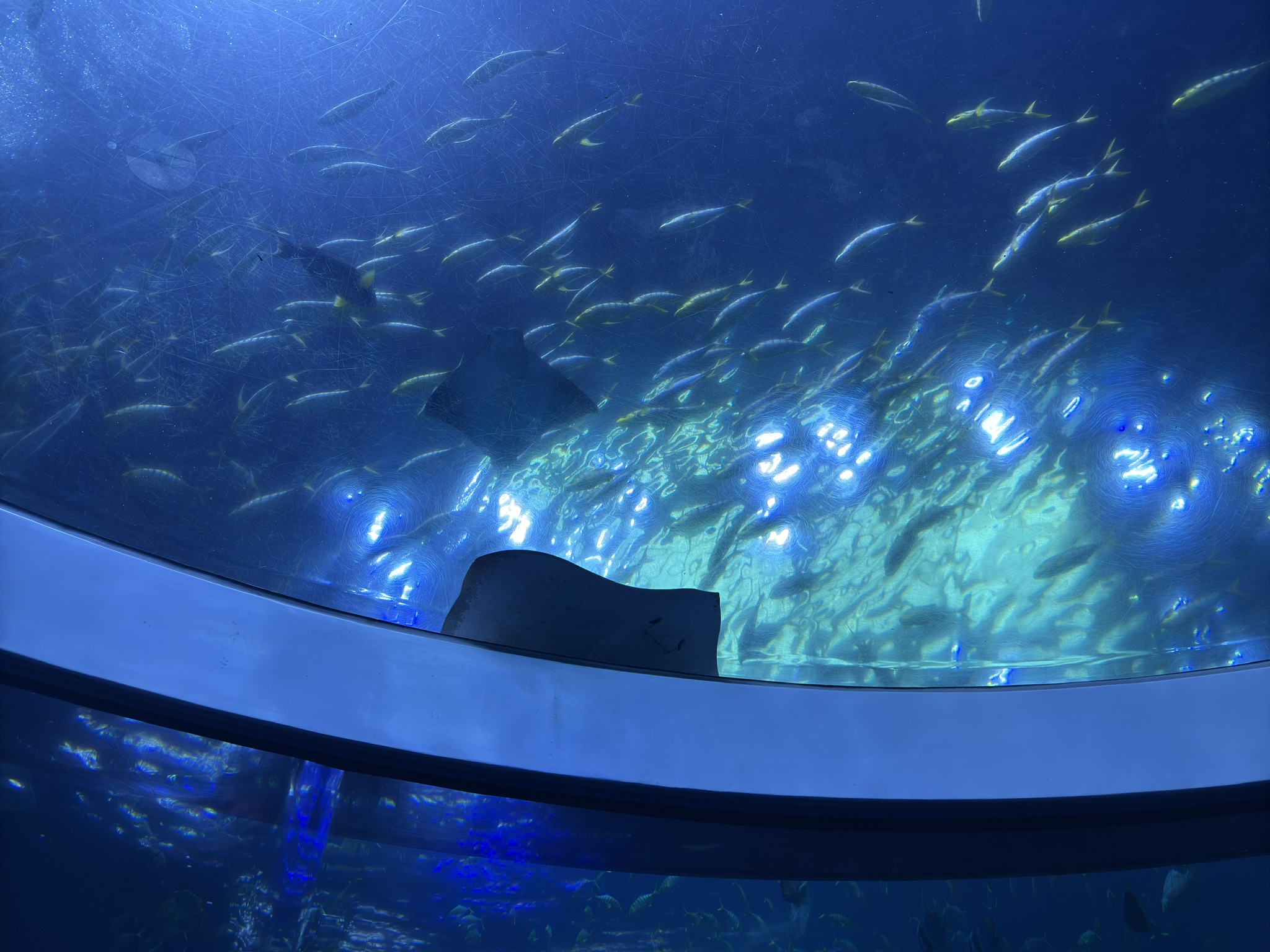 就是它一直在玻璃上一动不动