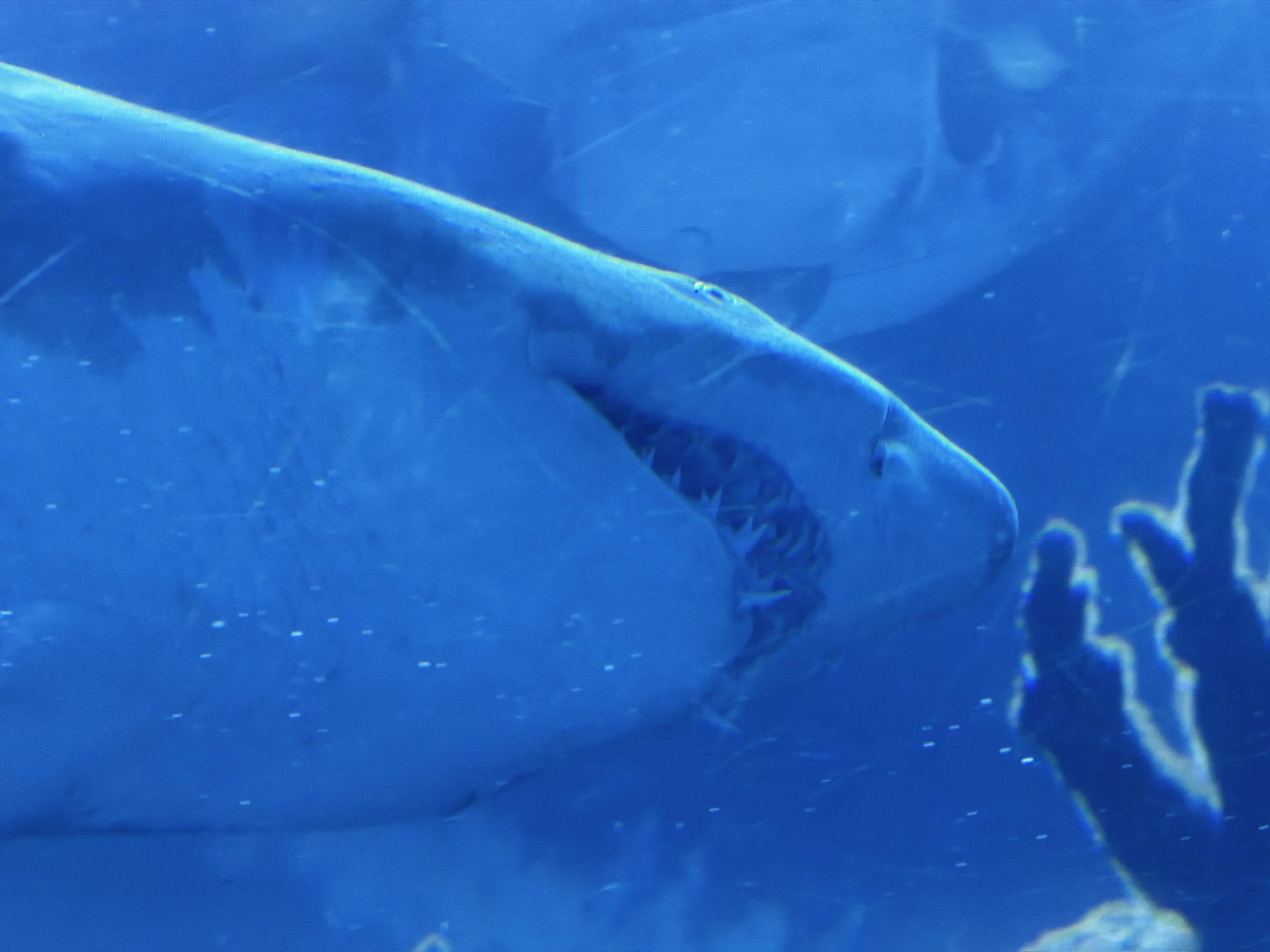 也不知道这位吃了多少同事,这牙口也太好了