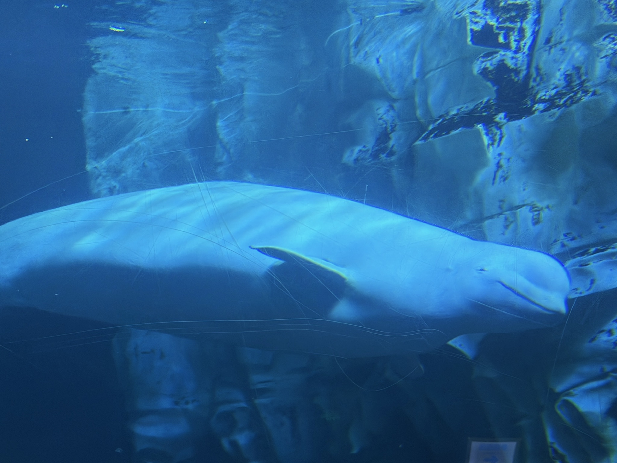 给我们一个死皮赖脸的笑