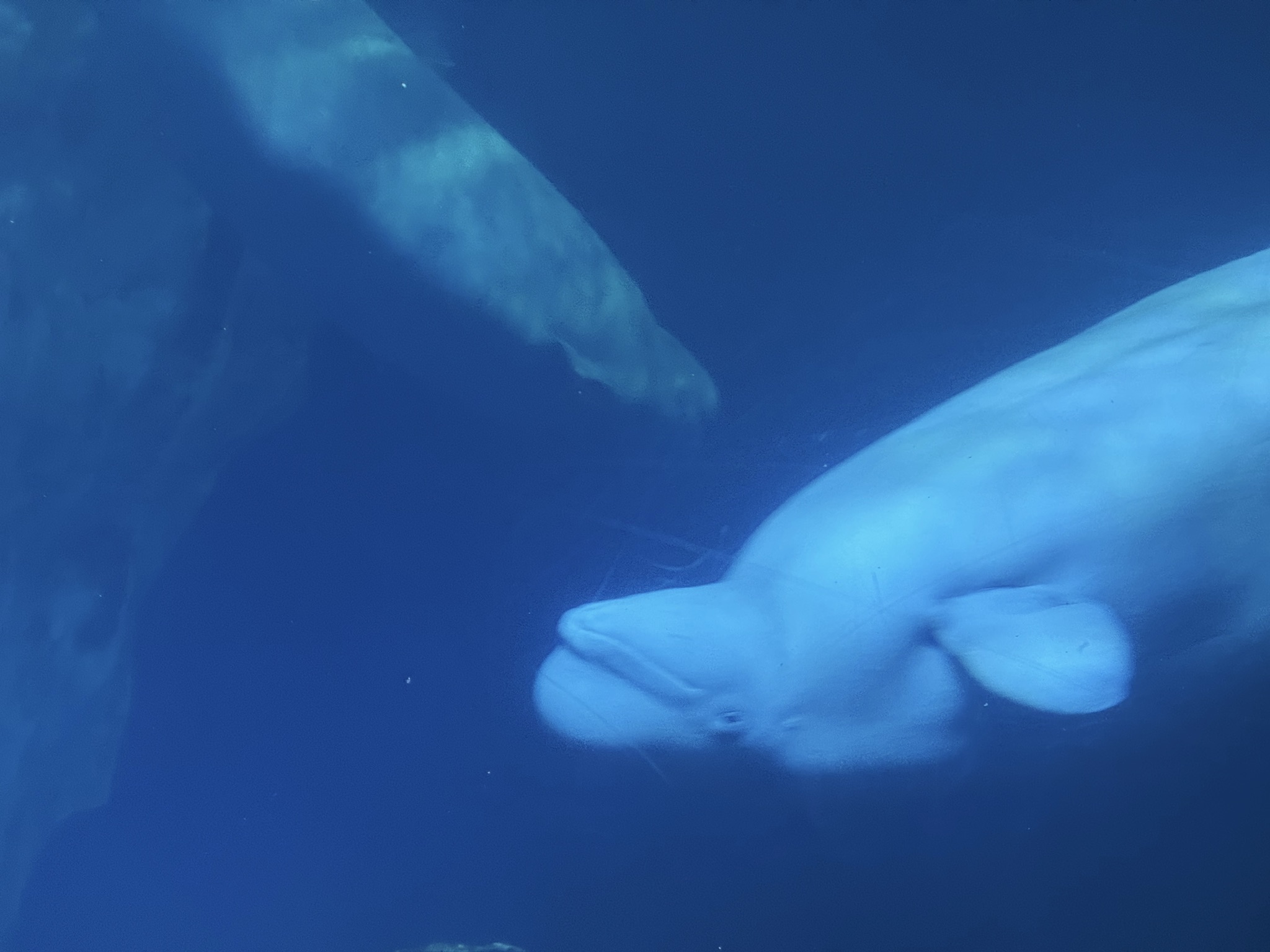 它们很喜欢仰泳