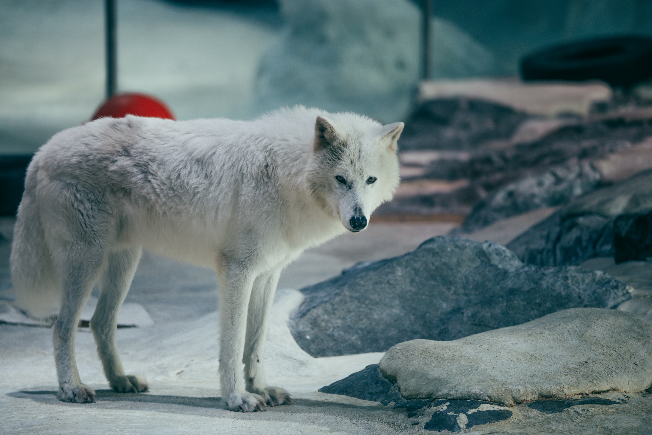 北极狼,这指甲比纸纸的整齐多了