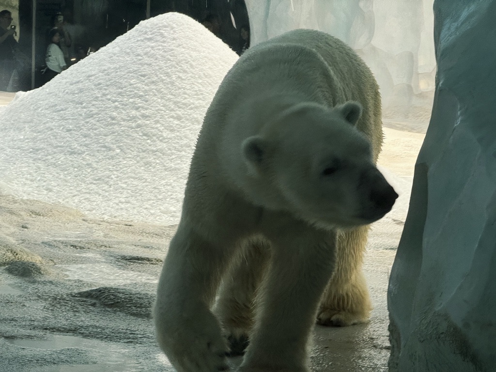 溜达来溜达去的北极熊