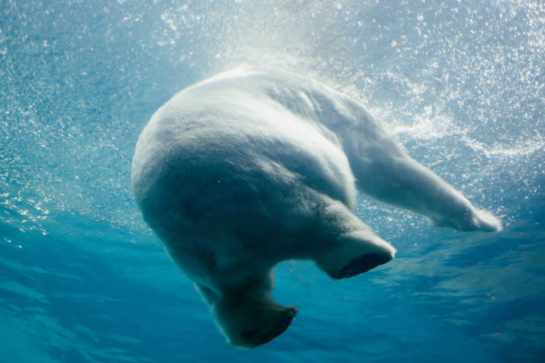 北极第一大屁股