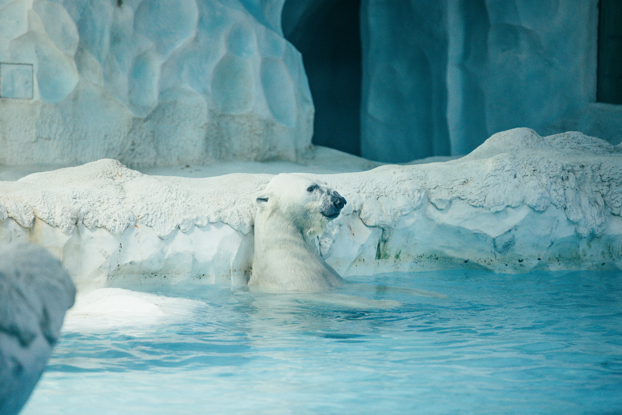 这时北极熊最爱的水中扎马步姿势