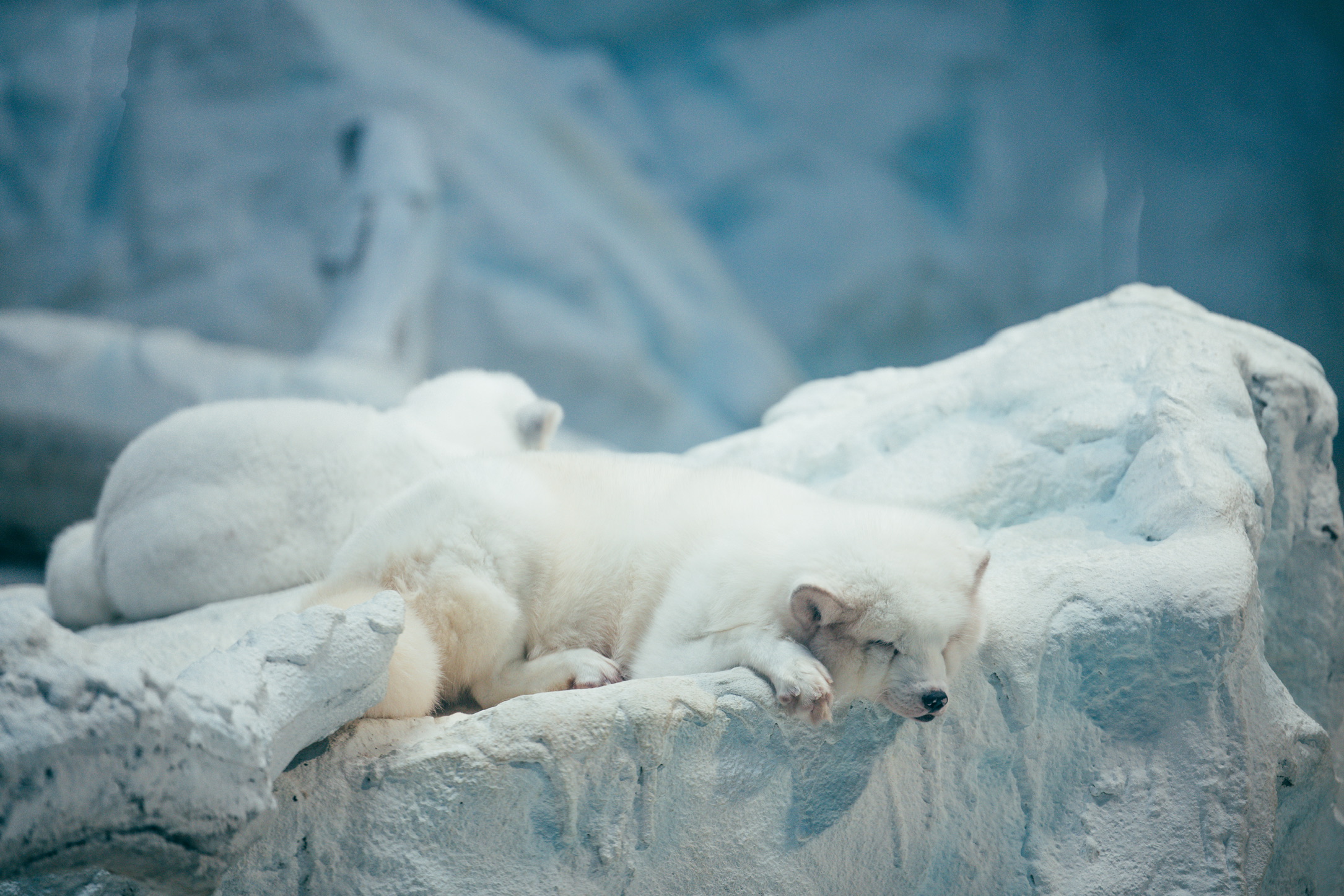 北极狐,是这个馆的可爱担当