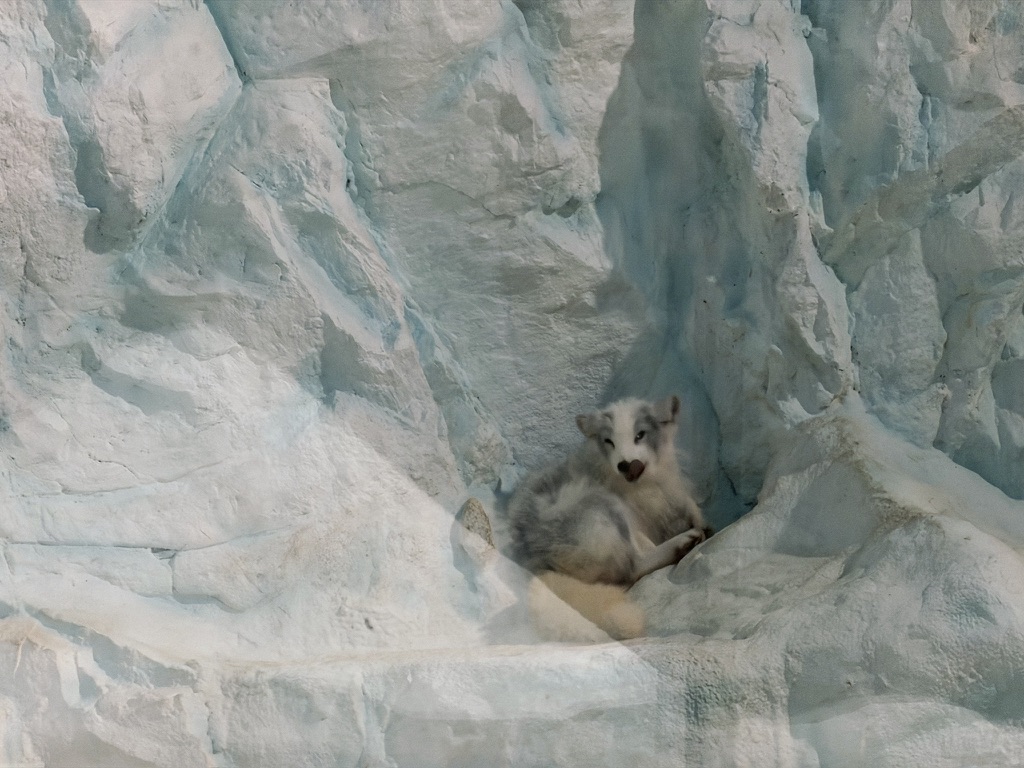 换毛期的北极狐丑得不如狗