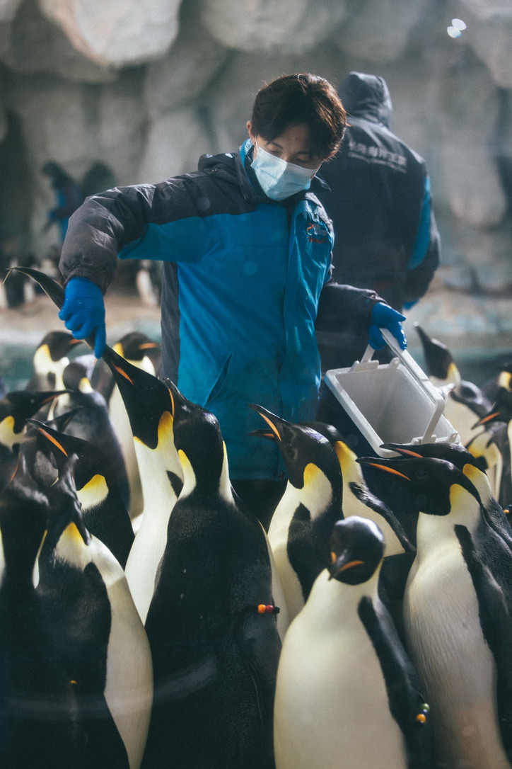 这里喂食是一个一个喂的,喂完了还要登记,应该是怕有鹅吃不饱,有鹅一个劲儿吃。真是繁重的工作呀。