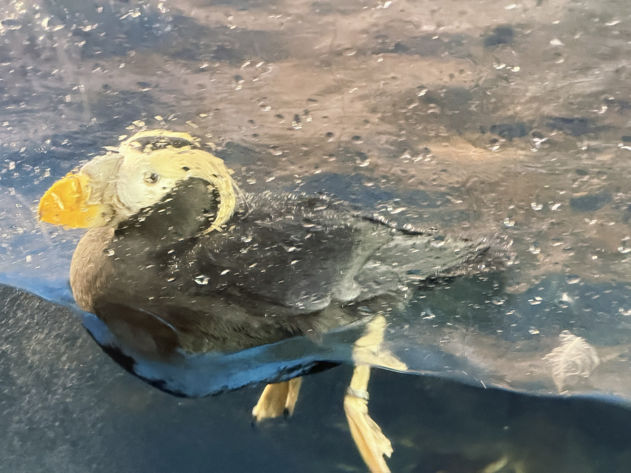 戴着戒指的海鹦鹉