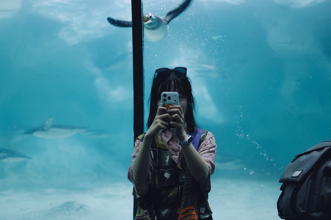 后面这只企鹅也是有刻板行为,一直在咬板子之间的胶