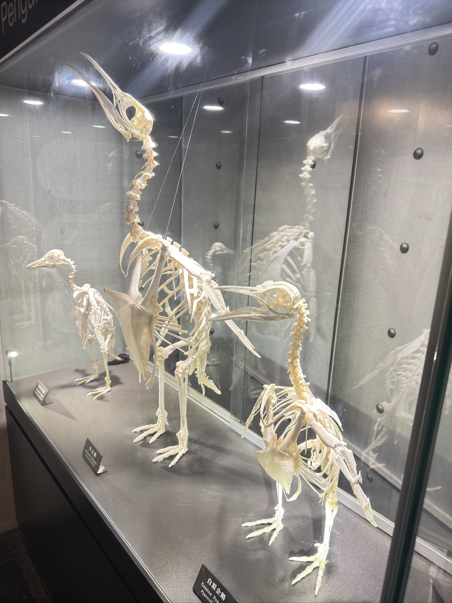 企鹅其实是有腿的,还挺长,不过埋在脂肪里,迈不开