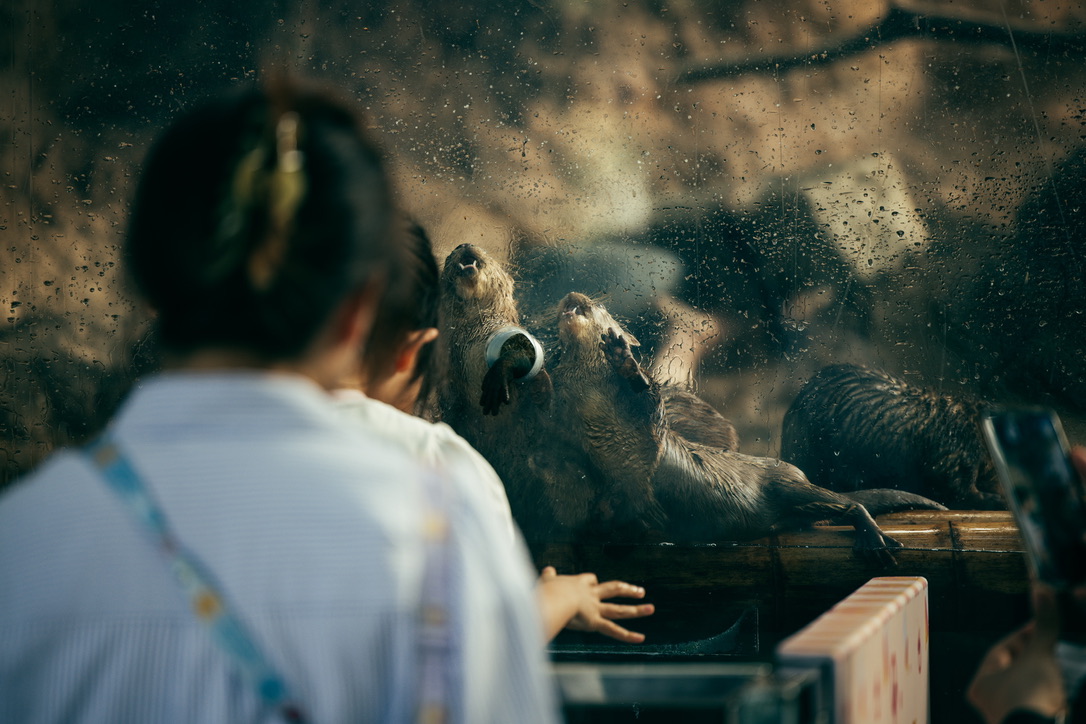 如僵尸一般哀求