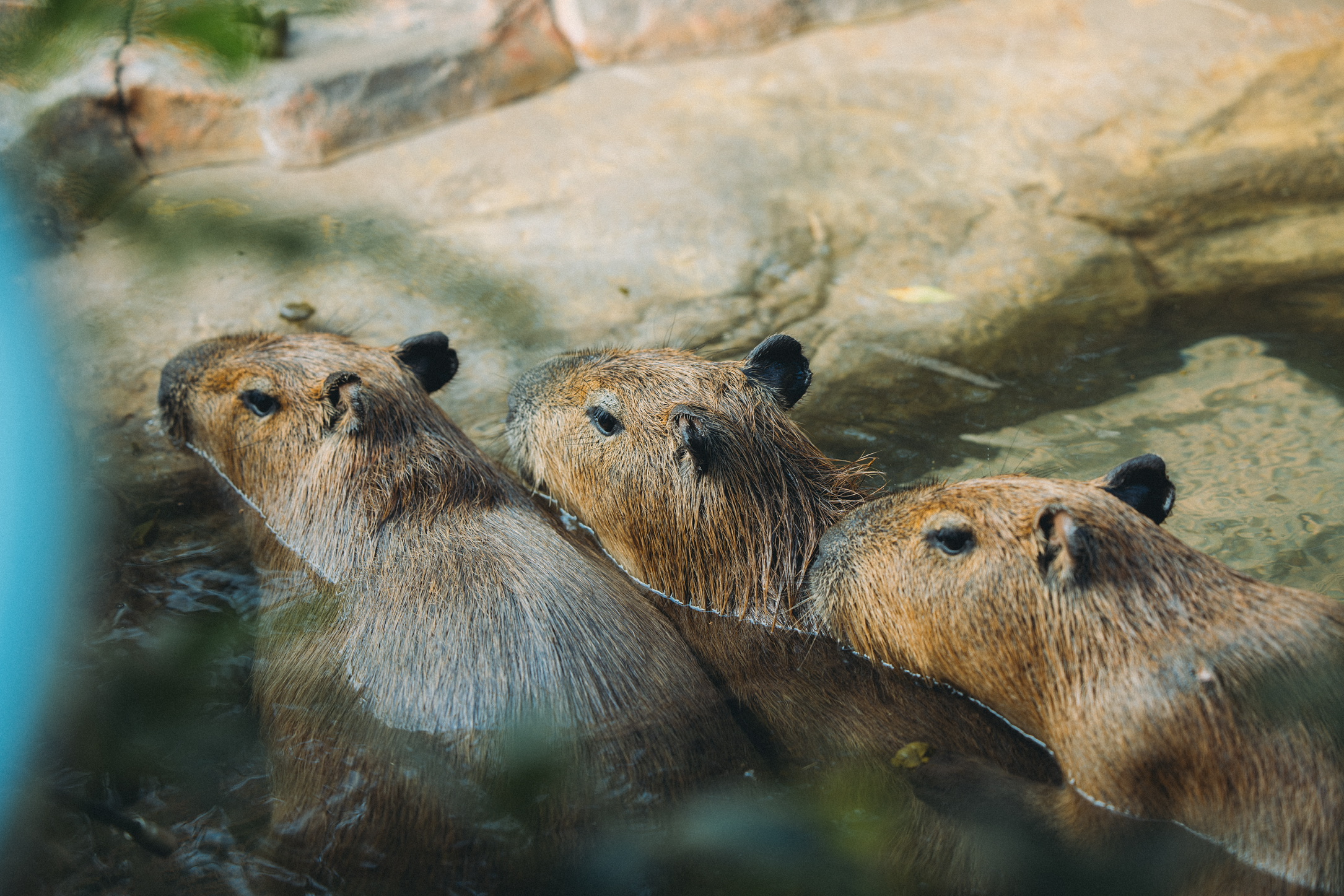 卡皮巴拉兄弟姐妹三人
