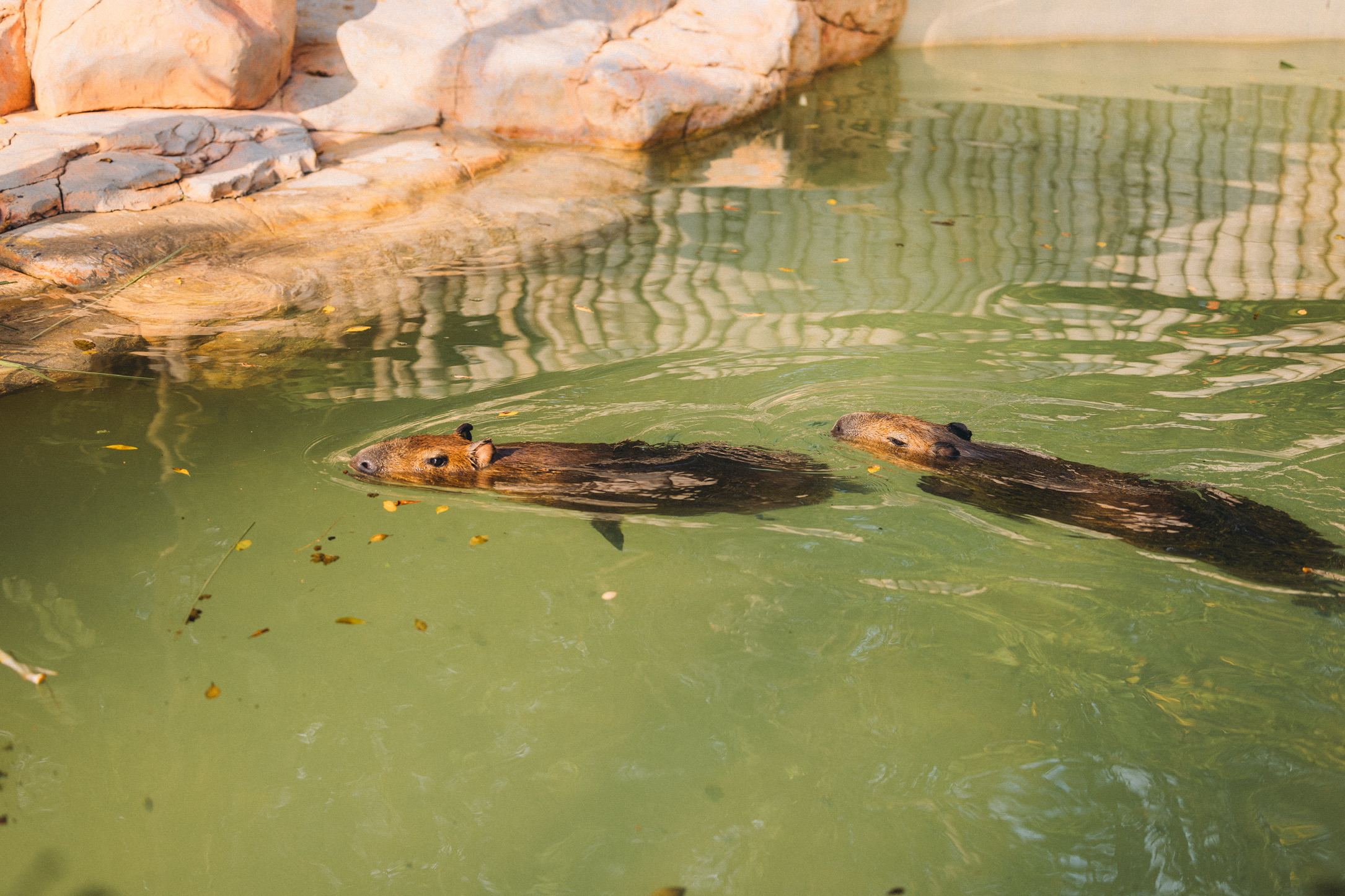游水的身体浮出比例控制得恰到好处